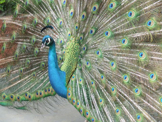 Peacock at Taronga Park Zoo