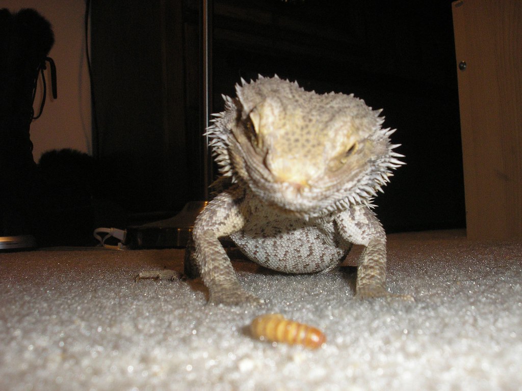 Why Is My Bearded Dragon Not Eating? Common Causes and Fixes