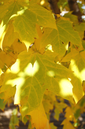 Fall color Maple 3 | Maple tree | Earl | Flickr