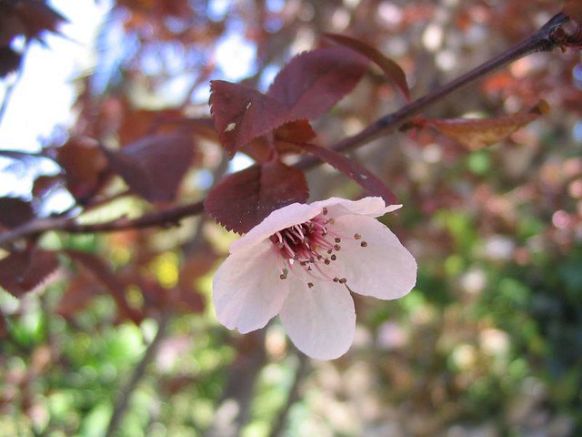 Plum tree flower