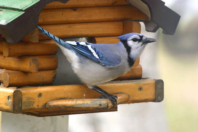 bluejay on feeder