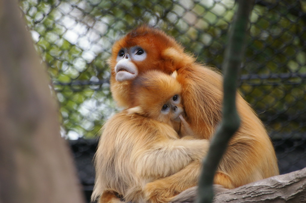 Топ-10 самых удивительных обезьянЗолотая курносая обезьяна ( Golden Snub-Nosed Monkey )