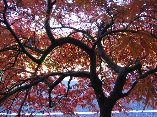 Japanese maple | by kjr558