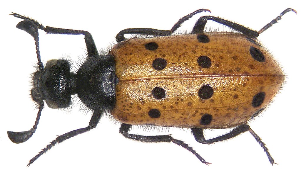 Actenodia distincta (Chevrolat, 1837)
