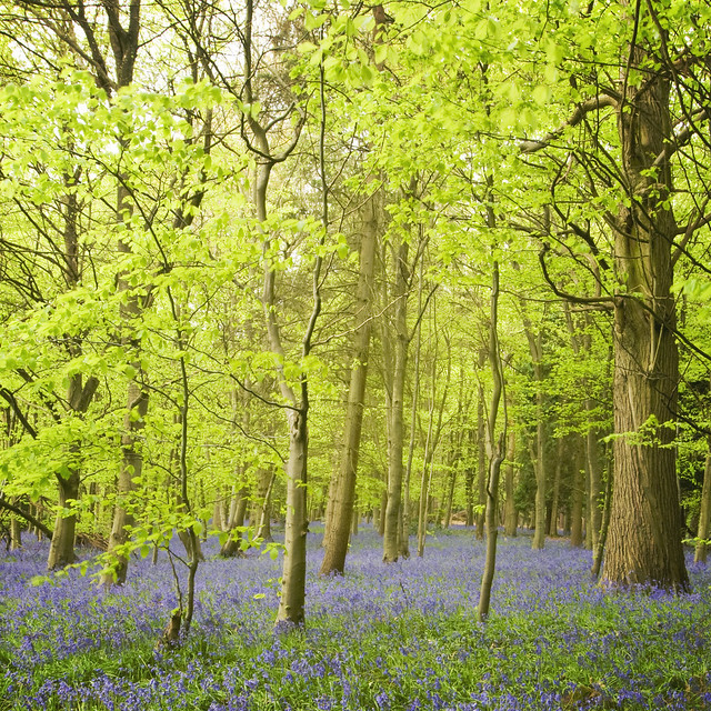 Trees floating in a sea of blue..... Bluebell wood in Surrey, England, in early May. They were a bit late this year due to the cold winter, but boy were they worth the wait! 