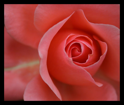 Fragile beauty by Supriya O