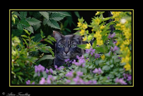 Le gardien de mon jardin / He is garding  the flowers by beluga 7