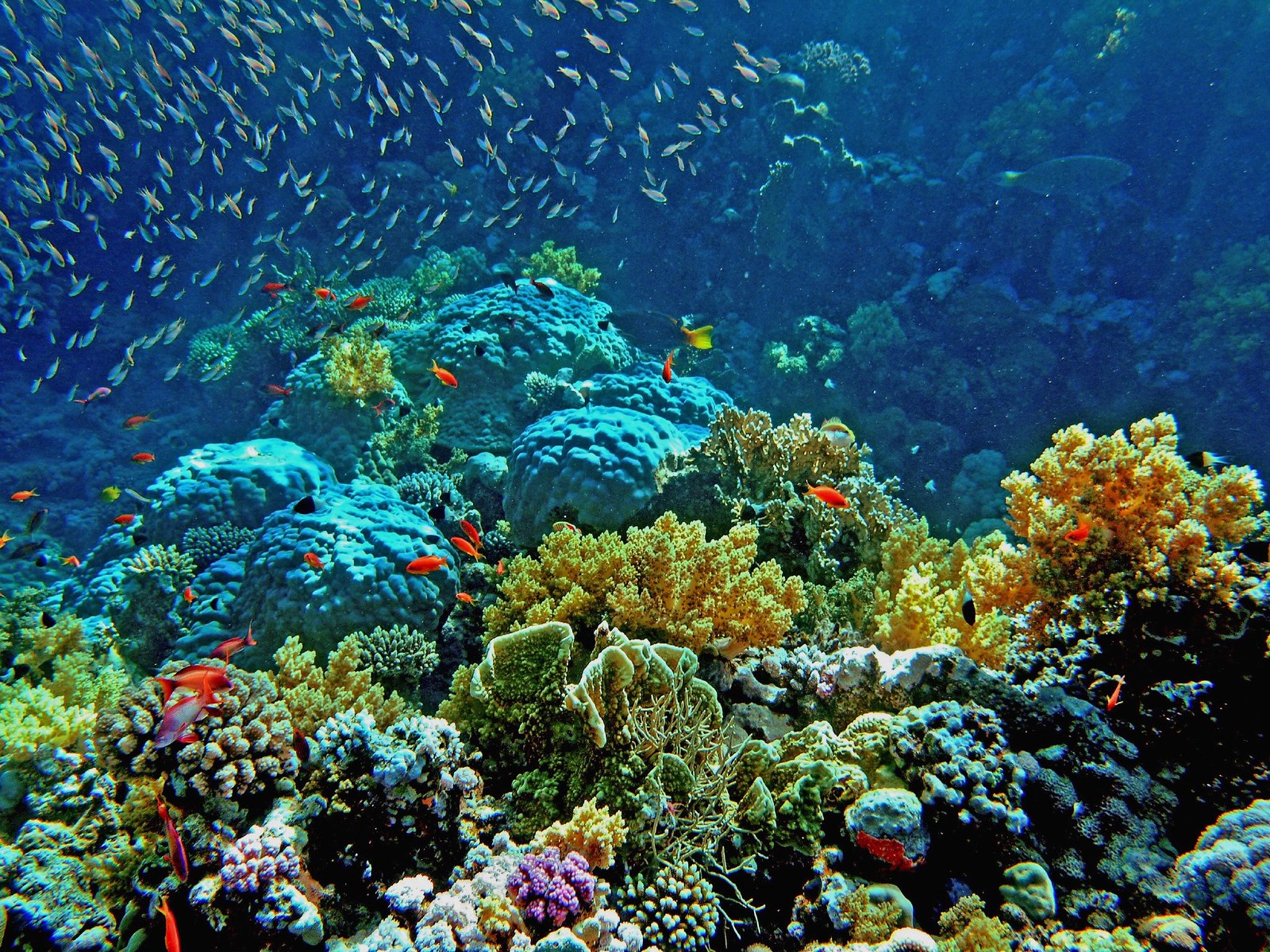 Underwater coral. Риф Шарм-Эль-Шейх. Подводный мир Египта Шарм-Эль-Шейх. Коралловый риф Египет шармаль Шейх. Коралловый риф в Шарм Эль Шейхе.