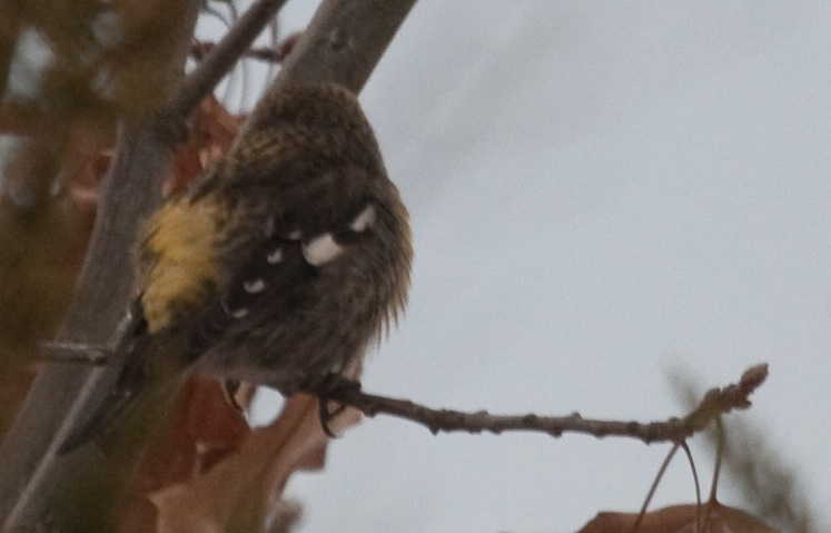 Crossbill