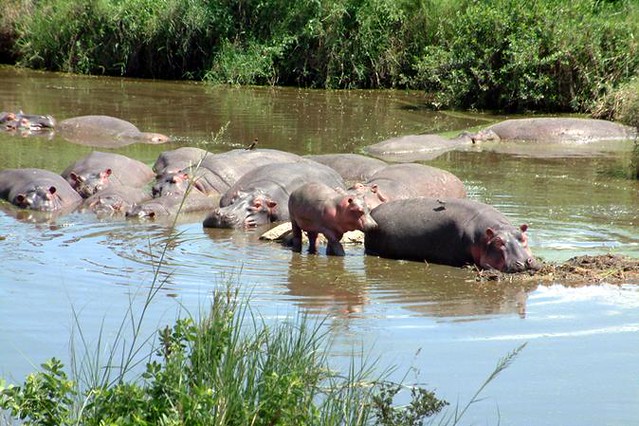 hippos-407