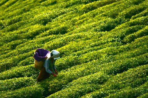 tea plantation darjeeling by lucanicae