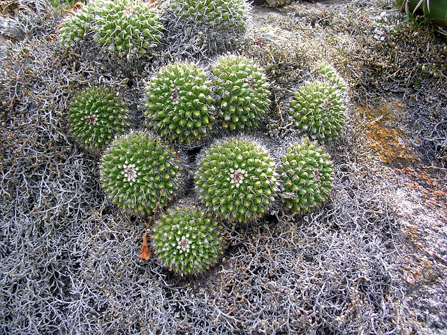 Mammillaria karwinskiana ssp. nejapensis, San Jose Lachiguiri, Oaxaca
