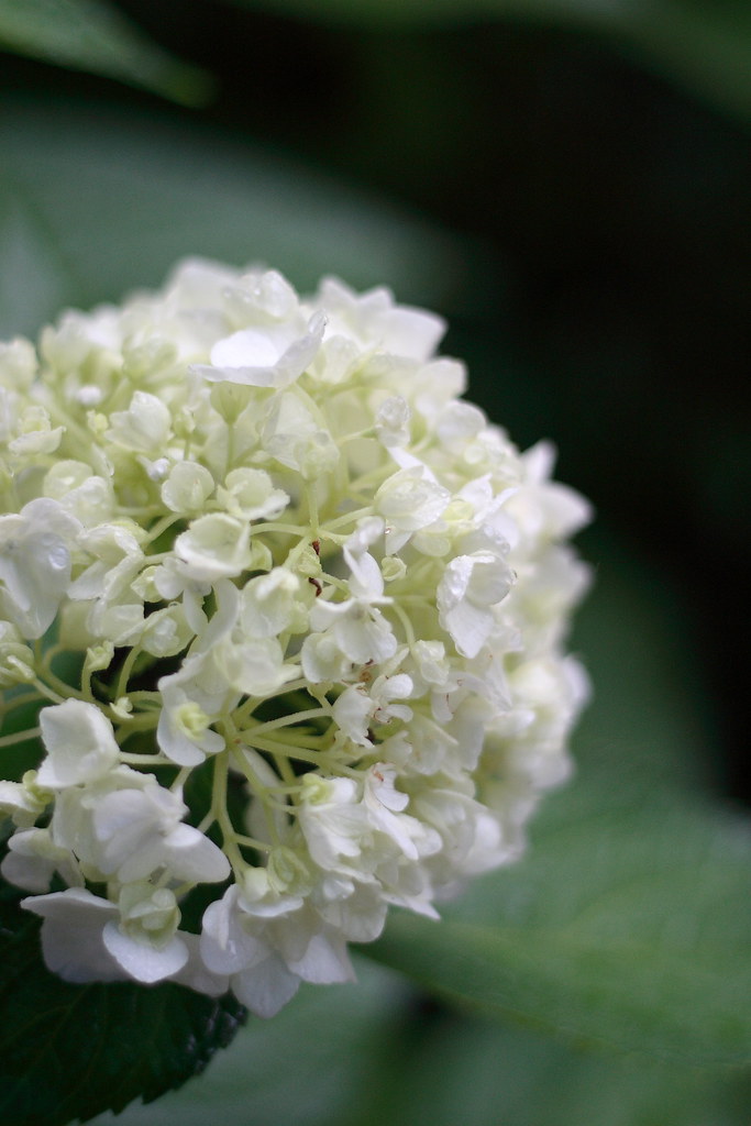 hydrangea