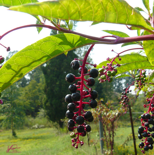 Poke Salad Berries | Those pretty little berries will kill y… | Flickr