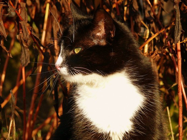 Fela in the sunshine