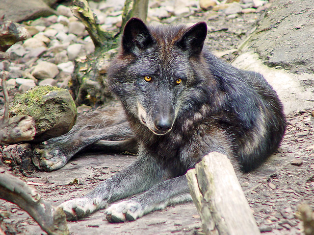 Black wolf 2