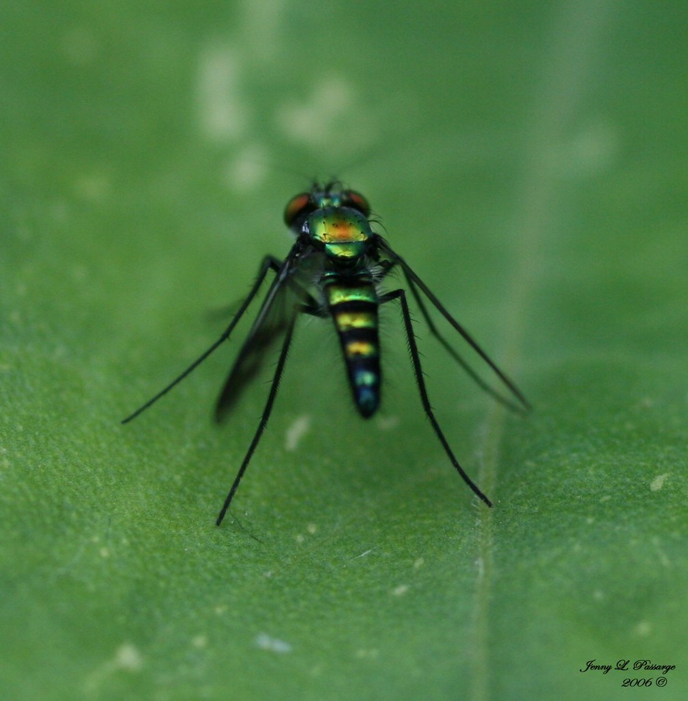 Colerful Flying Insect colorful flying insect 2 | Taken at Cox Arboretum in Miamisb… | Flickr
