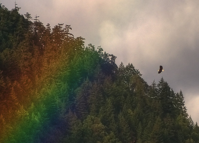 A Bald Eagle on the Hunt for Gold  (HDR)
