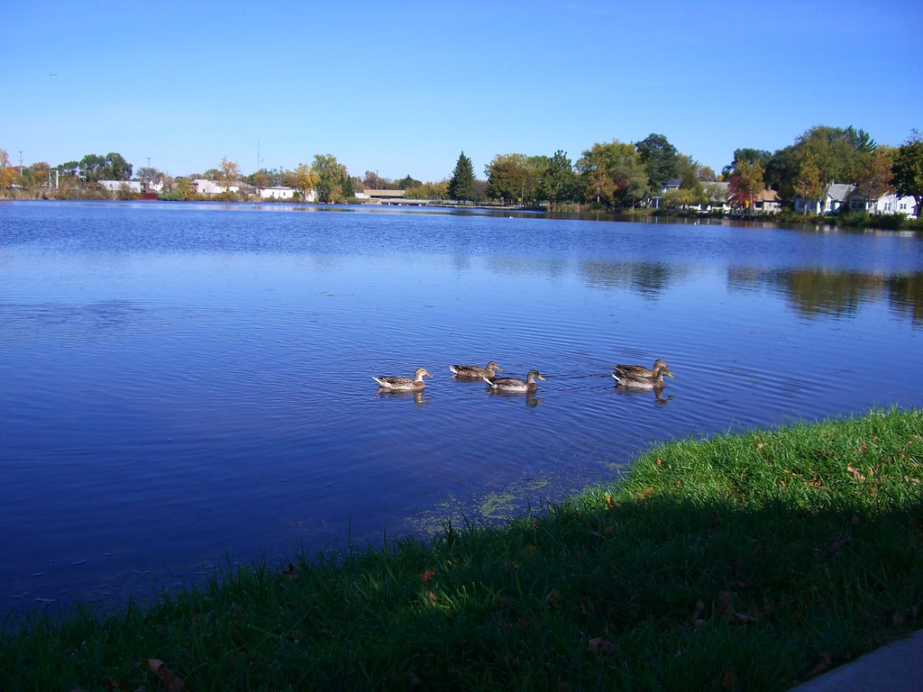 The Pine River and Ducks | Some ducks floating in ...