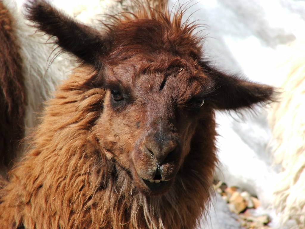 Peru's national animal ,the llama | Cute, but be careful!The… | Flickr