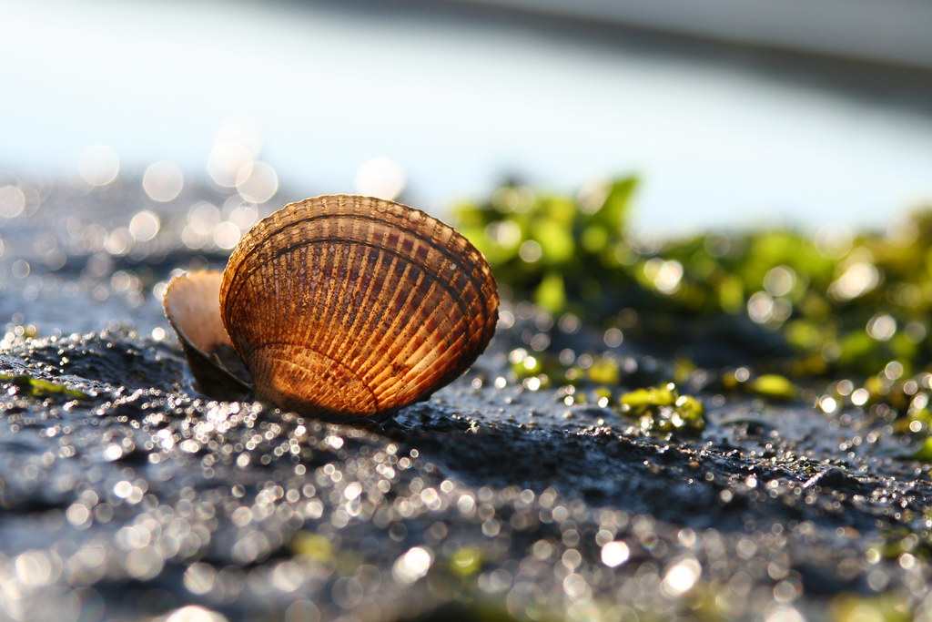 Golden glowing shell - beauty from the sea! by Librarianguish