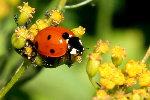 Ladybug | by emrld_cicada