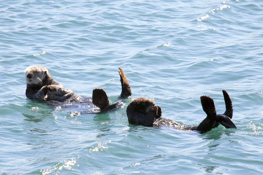 sea-otter-morro-bay_mg_1978 | Sea Otter Mom with Pup, Morro … | Flickr