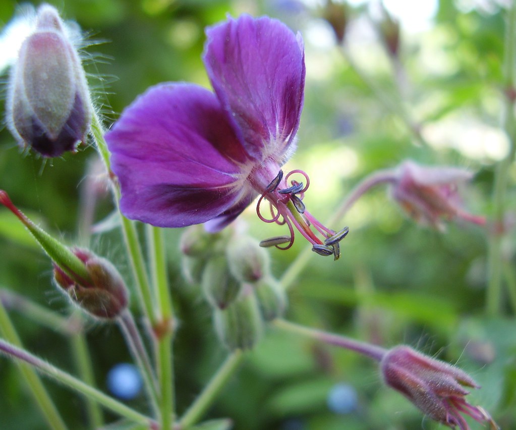 Geranium 'Spring Time' | Another Geranium bought with a stra… | Flickr