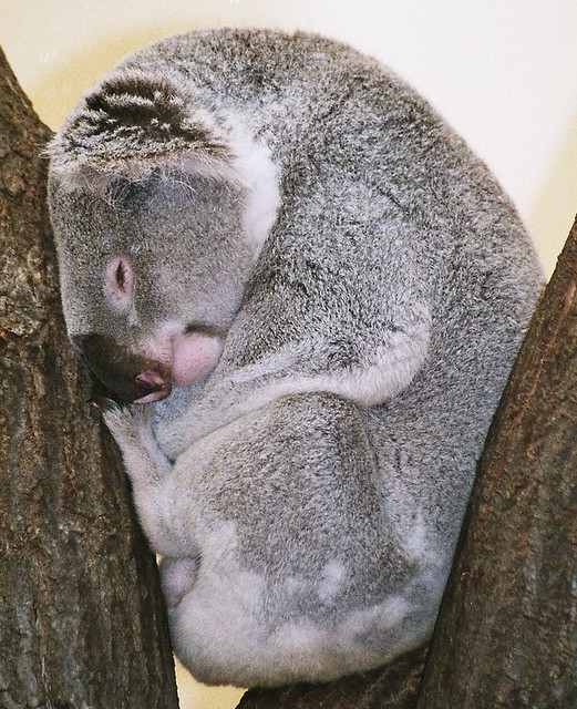 Koala, sleeping... and dreaming...