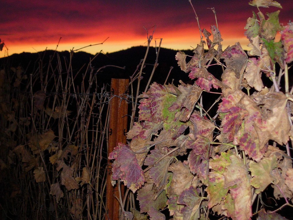 Sunset's Vines | cwgoodroe | Flickr