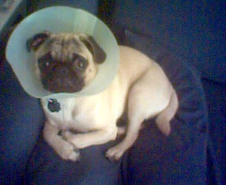 Don't worry, Paise-face... | ...now you can have all the sex… | Flickr