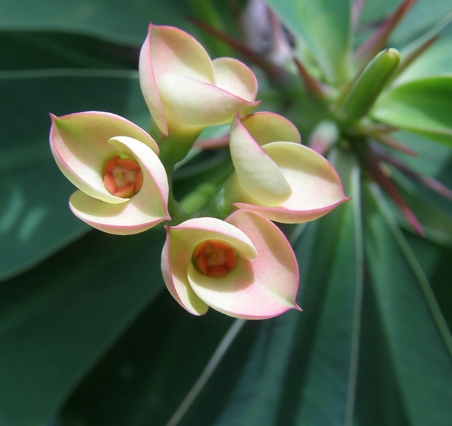 Little Flowers (Euphorbia)
