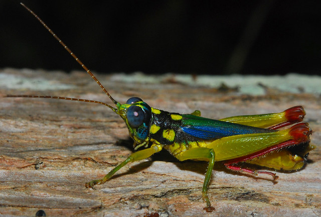 Rainbow grasshopper (Poecilocloeus uncinatus)