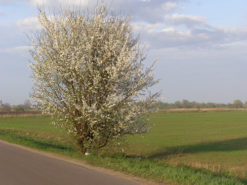 tree nature landscape spring scenery view poland polska natura widok wiosna przyroda drzewo pomorze krajobraz sceneria pruszczgdański pruszczgdanski