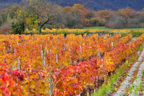 november autumn mountain france nature colors rural montagne automne vineyard europe novembre colours couleurs chartreuse vignes vignoble isère dauphiné bernin grésivaudan saintnazaireleseymes michelemp
