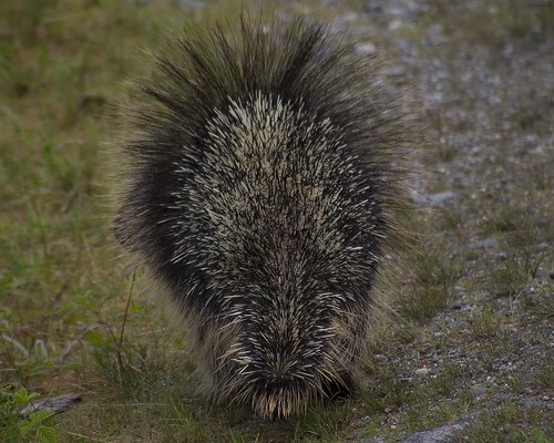 Porcupine after he discovered I was following him | by gander178
