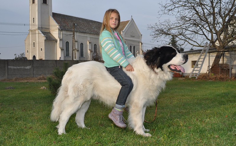 dog riding | Little girl riding strong dog. | ponydog76 | Flickr