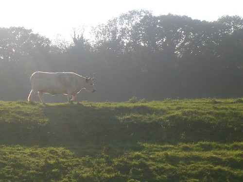 White bull With big horns. Royal Military Canal. Rye Circular