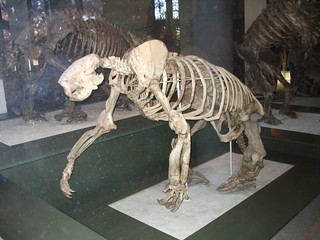 giant ground sloth skeleton | from the museum of natty hizzl… | Flickr