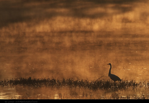 the lone egret by photofool