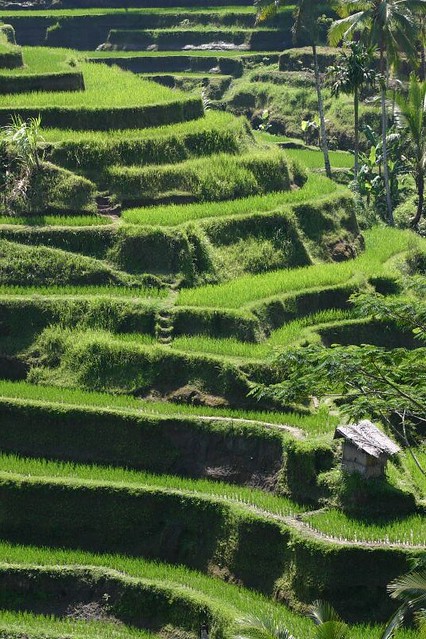 Rice terrasses near Tampaksiring