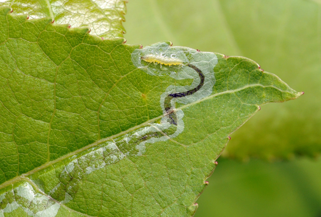 Leaf Miner - Larvae | Leaf miner is a term used to describe … | Flickr