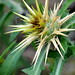 Flickr photo 'Centaurea calcitrapa L. / Abrojo' by: chemazgz.