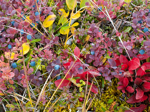 autumn plants canada fall nature closeup yukon cranberries vegetation tundra blueberries environments tombstoneterritorialpark arcticbearberry