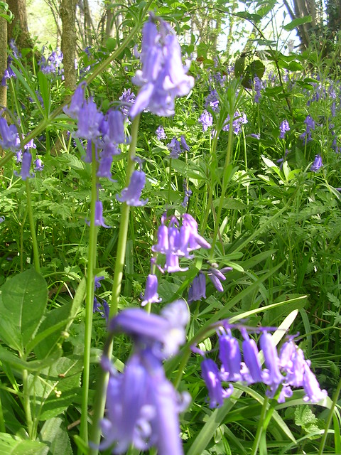 bluebells taken on walk spring 07