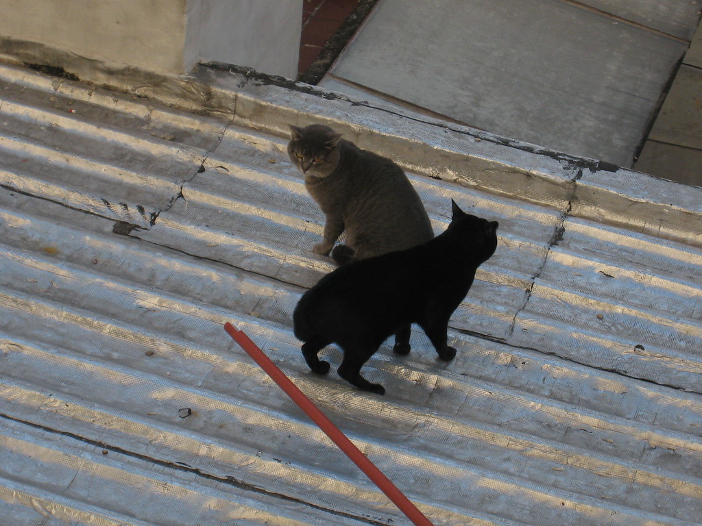 Cats on a hot tin roof.