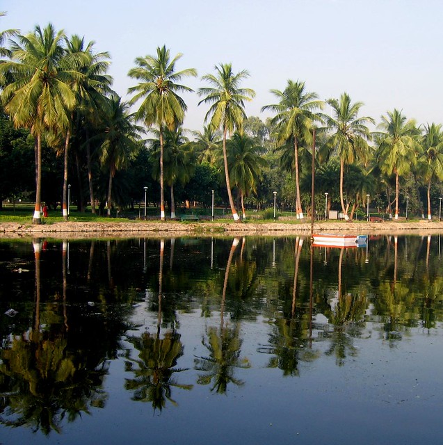 Reflections: Coconut Trees
