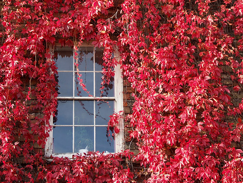 Autumn window - Virginia Creeper by chrisjohnbeckett