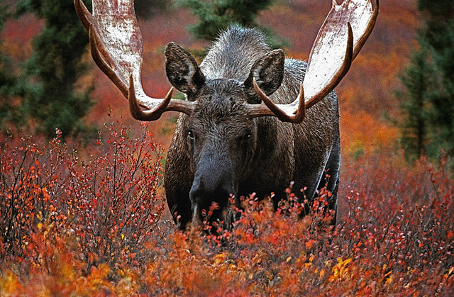 Moose- Denali Alaska-Image283