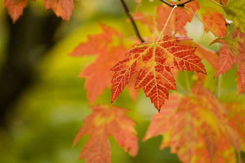 fall | by Jeff Epp